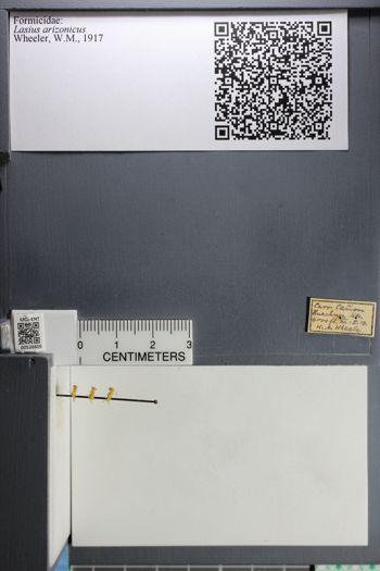 Media type: image; Entomology 526805